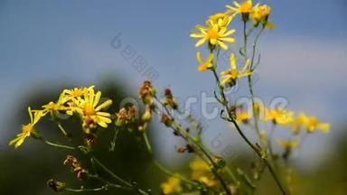 风中黄色的野花